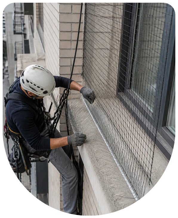 Защита от голубей в Брянске — монтаж средств отпугивания